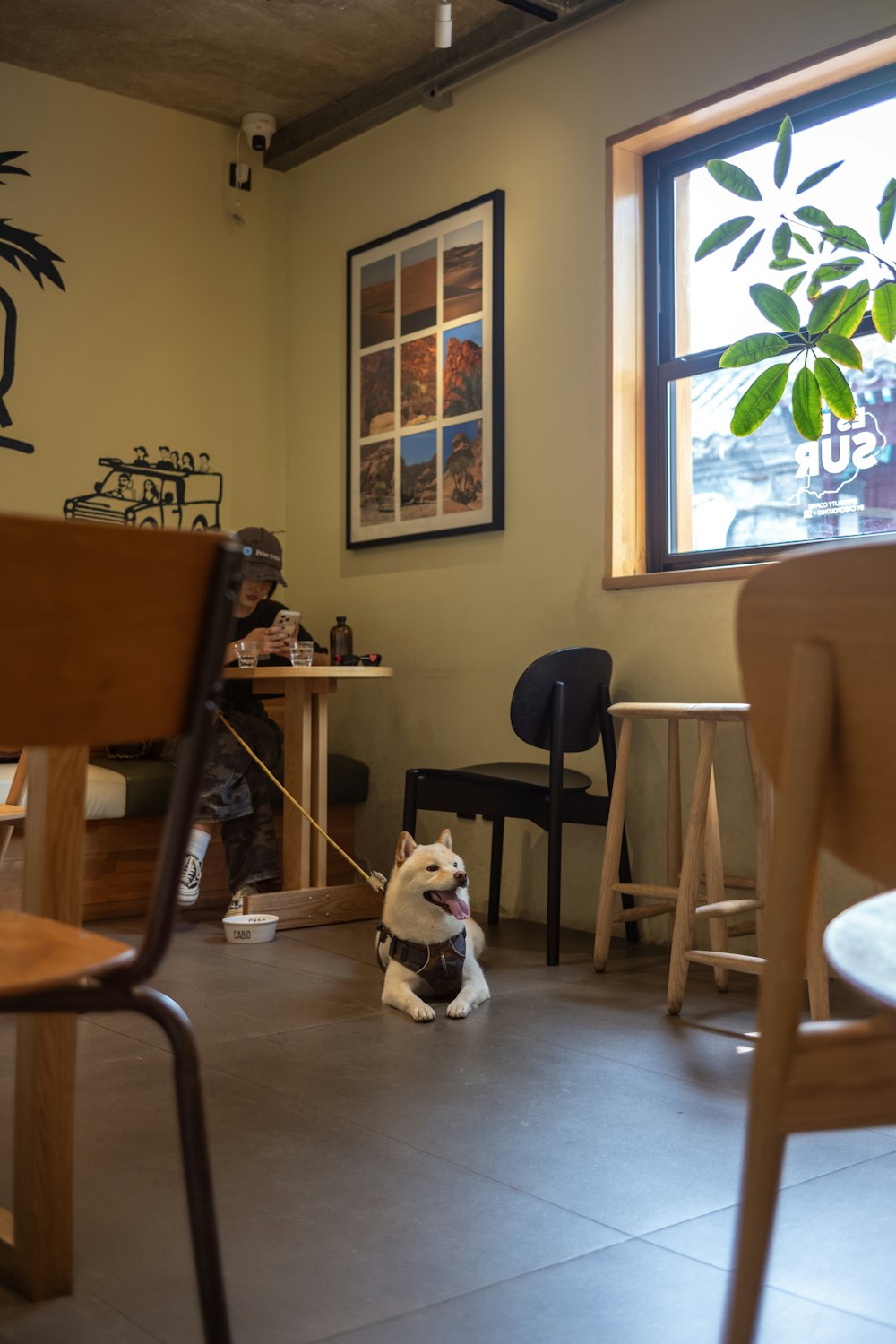 カフェでくつろぐ柴犬