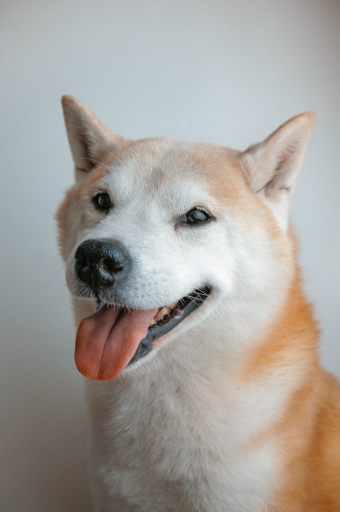 柴犬のハチ